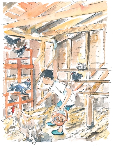 kid-collecting-chickens-eggs-illustration