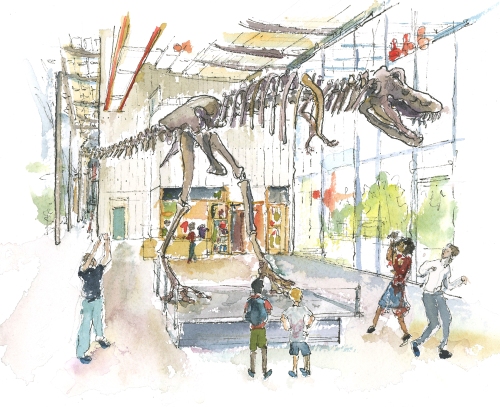 dinosaur-museum-exhibit-illustrated
