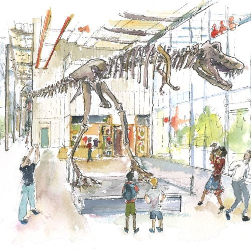 dinosaur-museum-exhibit-illustrated